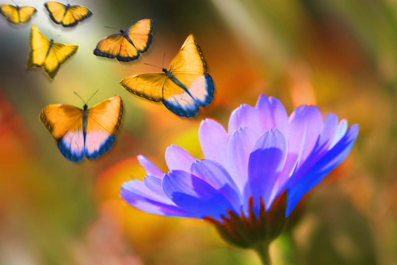 mariposas anaranjadas y azuladas saliendo de flor azul