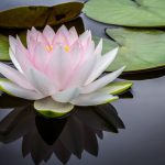 flor de loto sobre estanque