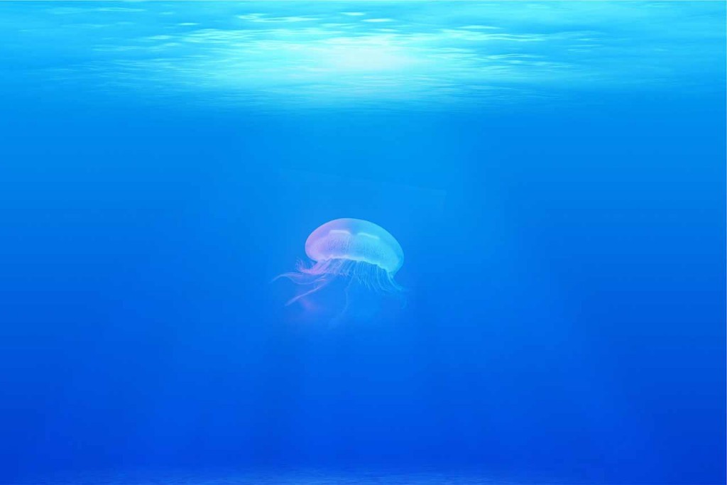 medusa en fondo marino
